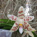 phalaenopsis zebrina