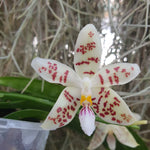 phalaenopsis zebrina