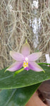 Phalaenopsis violacea blue