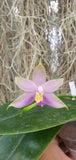 Phalaenopsis violacea blue