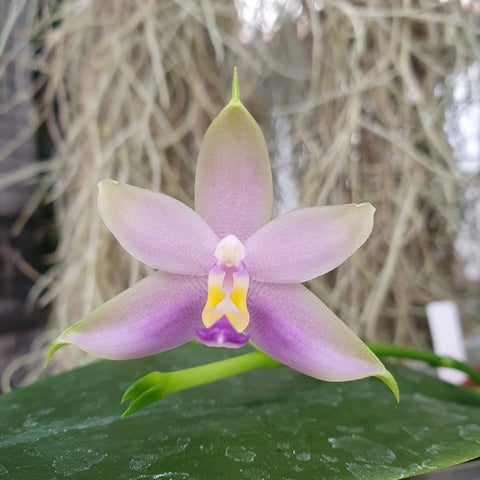 Phalaenopsis violacea blue