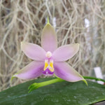 Phalaenopsis violacea blue