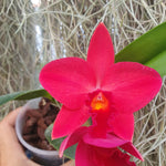 Rhyncolaeliocattleya Ability Red Sunset Memory