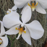Phalaenopsis amabilis