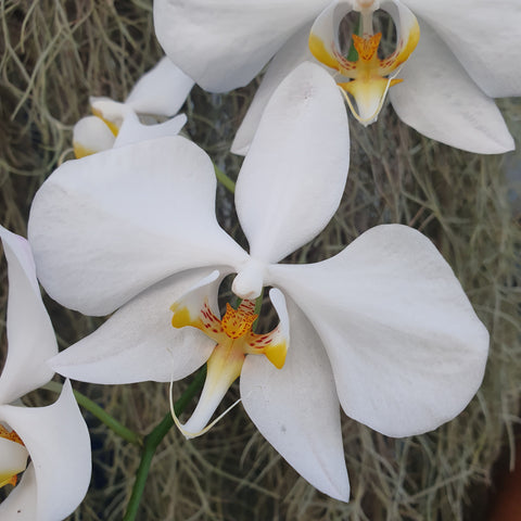 Phalaenopsis amabilis
