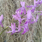 Holcofinetia Doctor Judy x Darwinara Charm