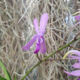 Holcofinetia Doctor Judy x Darwinara Charm