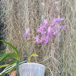 Holcofinetia Doctor Judy x Darwinara Charm