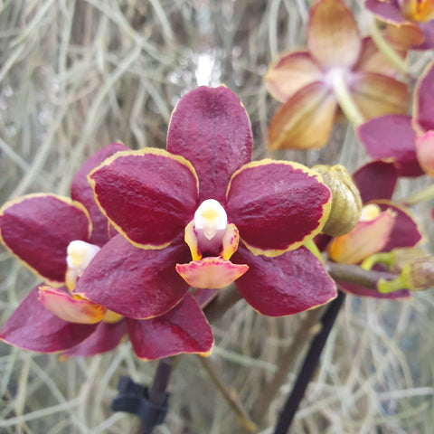 Phalaenopsis Sunrise Red Peoker