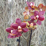 Phalaenopsis Sunrise Red Peoker
