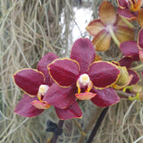 Phalaenopsis Sunrise Red Peoker