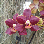 Phalaenopsis Sunrise Red Peoker