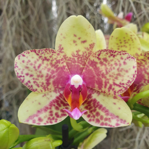 Phalaenopsis Anthura Grosseto