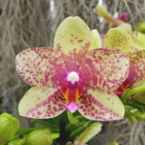 Phalaenopsis Anthura Grosseto