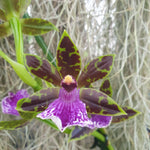 Zygopetalum Louisendorf (maculatum)