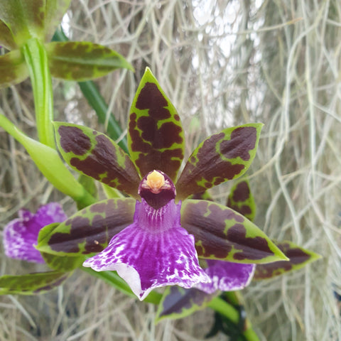 Zygopetalum Louisendorf (maculatum)
