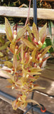 Cirrhaea loddigesii