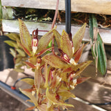 Cirrhaea loddigesii