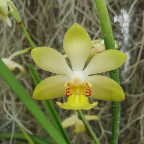 Holcoglossum ruperstre x Vanda denisionana