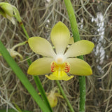 Holcoglossum ruperstre x Vanda denisionana