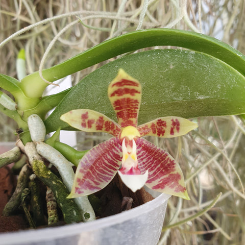 Phalaenopsis mimi page