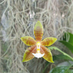 Phalaenopsis mariae x cornu cervi chattaladae