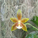 Phalaenopsis mariae x cornu cervi chattaladae