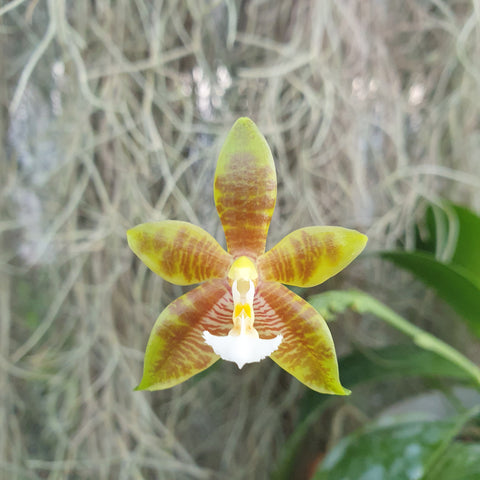 Phalaenopsis mariae x cornu cervi chattaladae