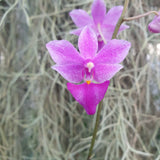 Phalaenopsis purple gem