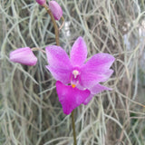 Phalaenopsis purple gem