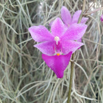 Phalaenopsis purple gem