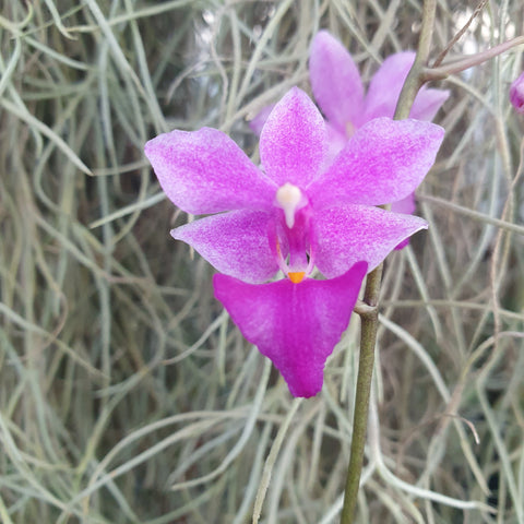 Phalaenopsis purple gem