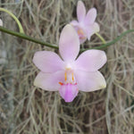 Phalaenopsis Jim