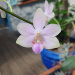 Phalaenopsis Jim