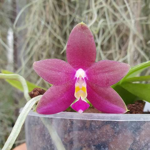 Phalaenopsis (Ambotrana x violacea) x Ld´s Bear King