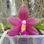 Phalaenopsis (Ambotrana x violacea) x Ld´s Bear King