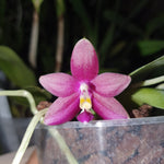 Phalaenopsis (Ambotrana x violacea) x Ld´s Bear King