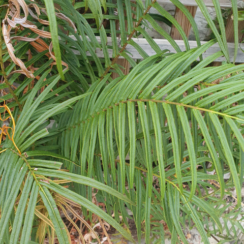 Pteris vittata