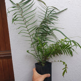 Pteris vittata