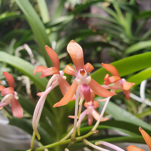 Ascofinetia peaches x vanda falcata yello Fuuran