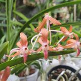 Ascofinetia peaches x vanda falcata yello Fuuran