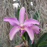 Cattleya Penny Kuroda Spots AM/AOS x Laelia lucasiana (NFS, RK)