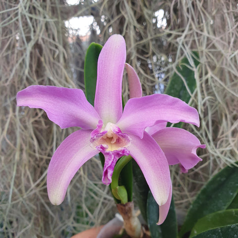 Cattleya Penny Kuroda Spots AM/AOS x Laelia lucasiana (NFS, RK)