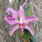 Cattleya Penny Kuroda Spots AM/AOS x Laelia lucasiana (NFS, RK)