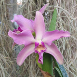 Cattleya Penny Kuroda Spots AM/AOS x Laelia lucasiana (NFS, RK)