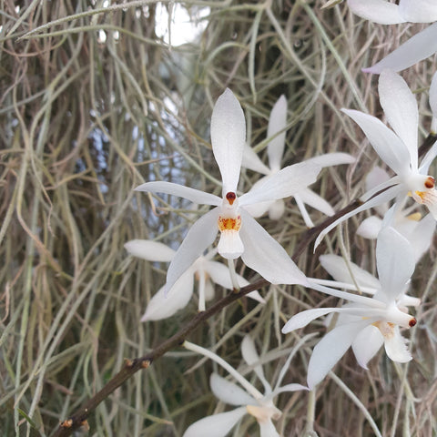 Holcoglossum subulifolium x vanda christensoniana