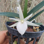 Angraecum didieri