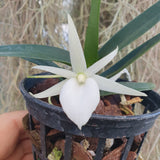 Angraecum didieri