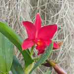 sophrolaeliocattleya Little Hazel