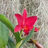 sophrolaeliocattleya Little Hazel